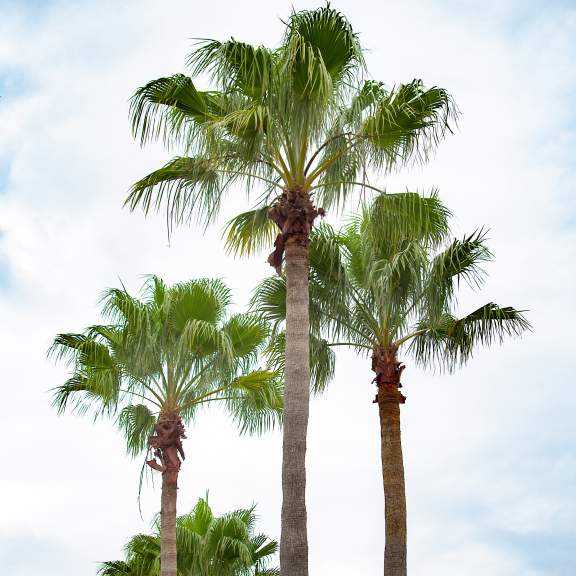 Tops of three palm trees on a cloudy day.