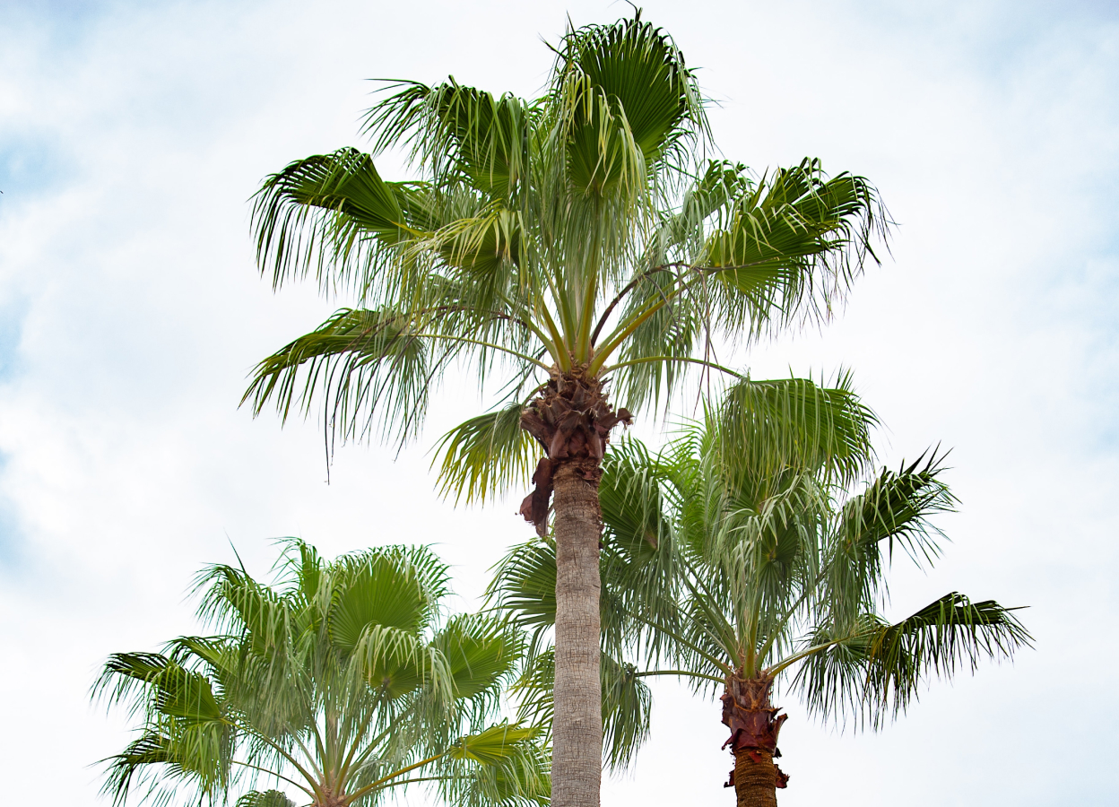 Tops of three palm trees on a cloudy day.
