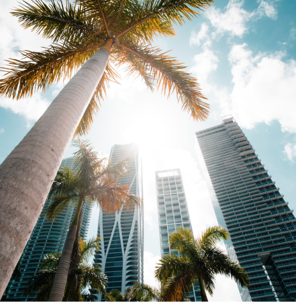 View from under a palm tree of several tall buildings in Miami.